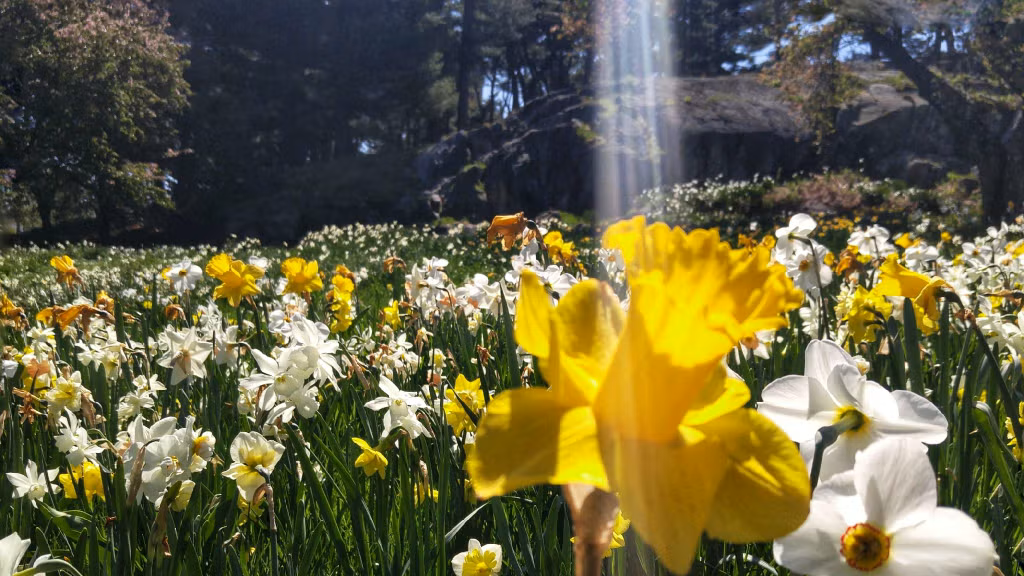 #1 New York Shyness and Social Anxiety Meetup Group